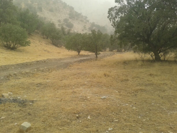 افزایش دمای دوبرابری جهانی و هشدار برای نابودی جنگل‌های بلوط زاگرس