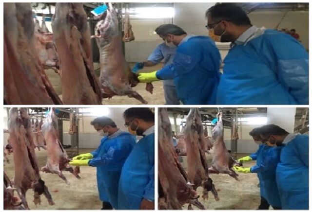 بازدید میدانی مدیر کل دامپزشکی هرمزگان از کشتارگاه صنعتی دام بندرعباس