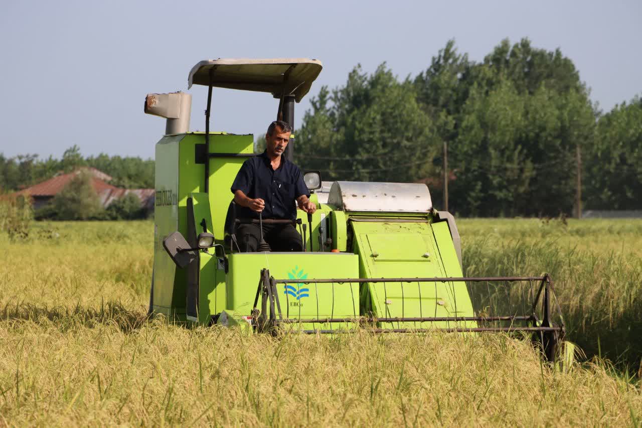 آیین اولین برداشت مکانیزه برنج در صومعه سرا