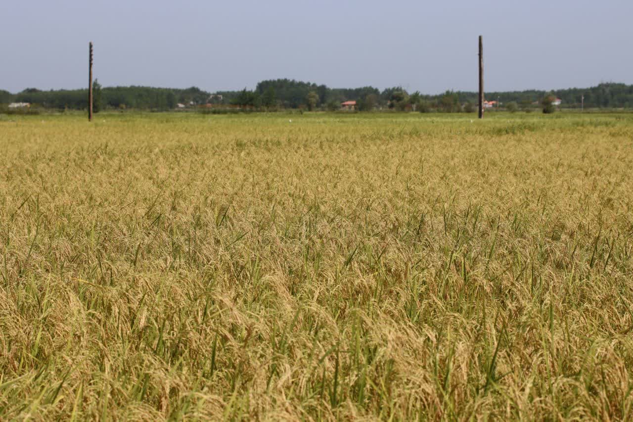 آیین اولین برداشت مکانیزه برنج در صومعه سرا