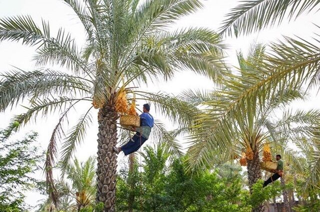 نخلداری هرمزگان؛ مقاوم در برابر خشکسالی، آماده برای جهش اقتصادی