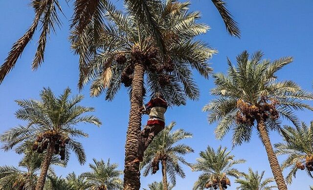 نخلداری هرمزگان؛ مقاوم در برابر خشکسالی، آماده برای جهش اقتصادی