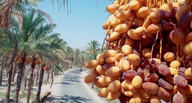 نخلداری هرمزگان؛ مقاوم در برابر خشکسالی، آماده برای جهش اقتصادی