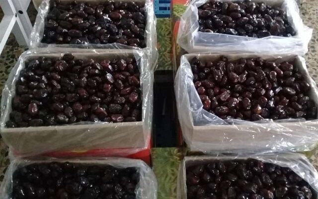 روایت موفقیت یک نخلدار هرمزگانی/ از نخلستان‌های رودخانه تا بازارهای جهانی خرما