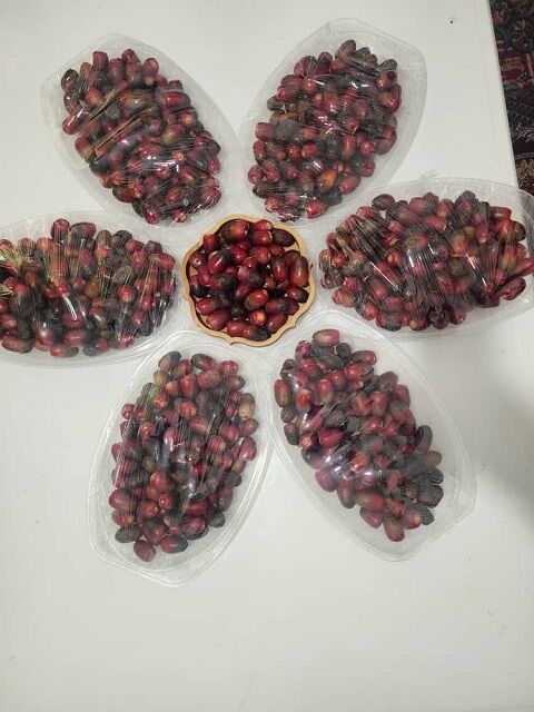 روایت موفقیت یک نخلدار هرمزگانی/ از نخلستان‌های رودخانه تا بازارهای جهانی خرما