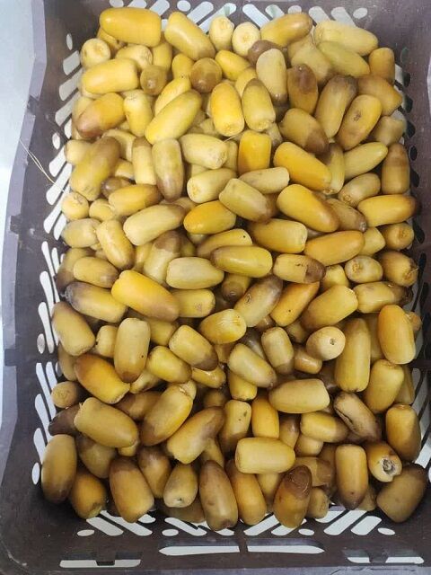 روایت موفقیت یک نخلدار هرمزگانی/ از نخلستان‌های رودخانه تا بازارهای جهانی خرما