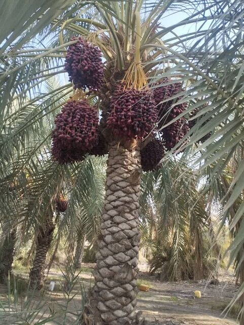 روایت موفقیت یک نخلدار هرمزگانی/ از نخلستان‌های رودخانه تا بازارهای جهانی خرما