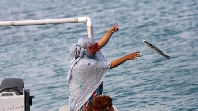 زنان صیاد جزیره هنگام/ روایت قدرت و پایداری در قلب خلیجفارس