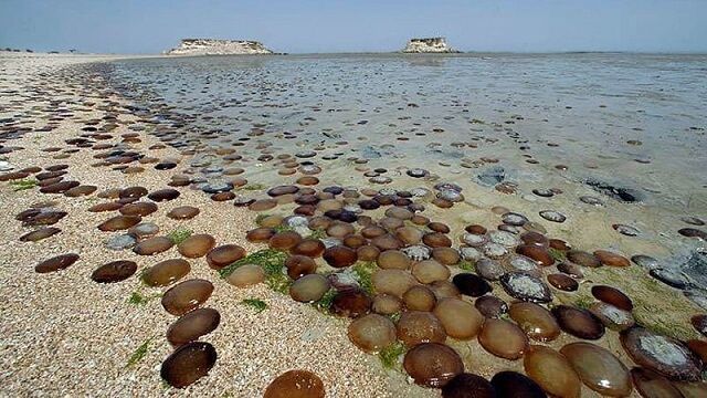 زنان صیاد جزیره هنگام/ روایت قدرت و پایداری در قلب خلیجفارس