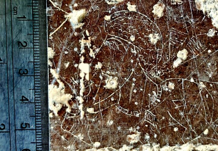 کشف سنگ‌نگاره زیبای «بزرگ‌زاده ساسانی» در مرودشت