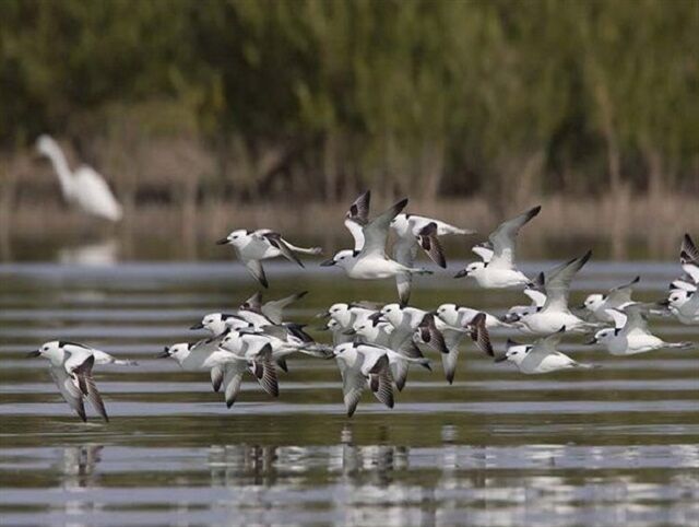 بندر تیاب/ نغمهای از تاریخ، طبیعت و فرهنگ در قلب هرمزگان