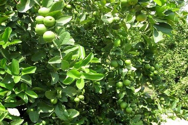 سومین جشنواره ملی لیمو و اولین جشنواره ملی خرما در دهبارز برگزار می شود