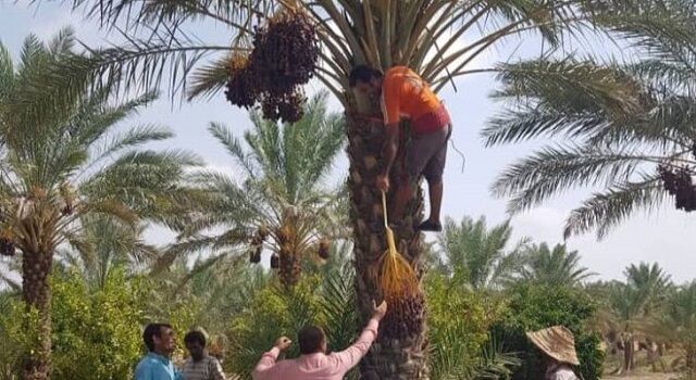 سومین جشنواره ملی لیمو و اولین جشنواره ملی خرما در دهبارز برگزار می شود