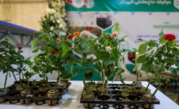 غوغای وقف در دانشبنیانها، از خودکفایی در تولید ایمپلنت تا احیای عصر طلایی کشاورزی