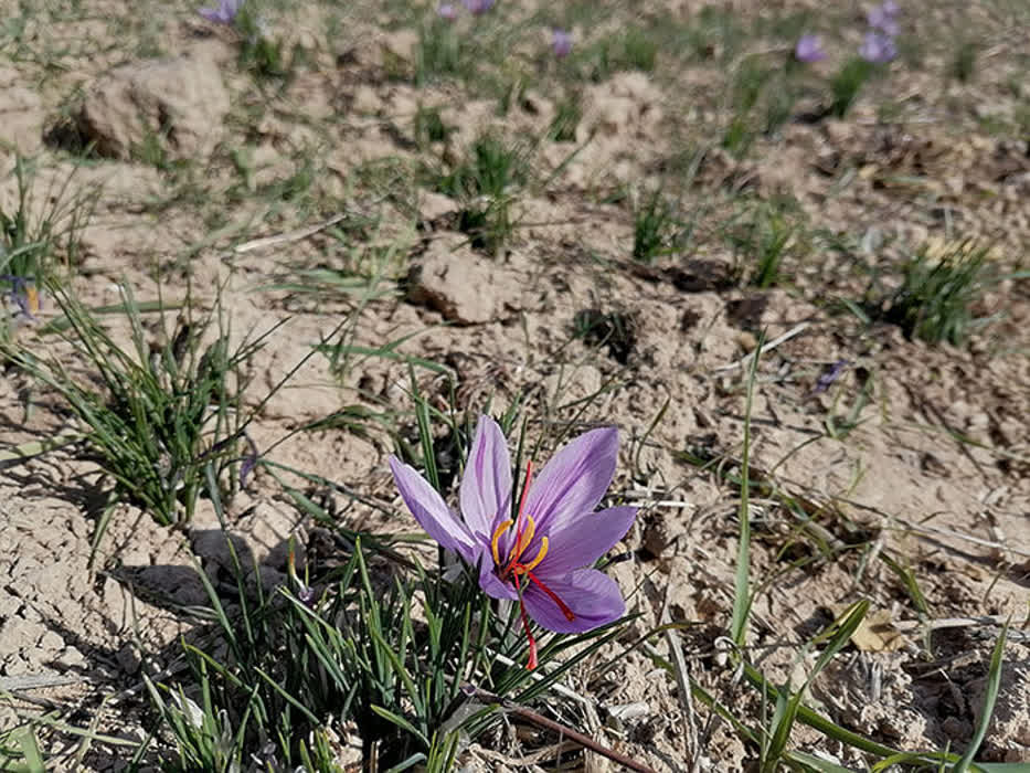 از زنده کردن روستای وامنان تا تأثیر بر بازارهای جهانی با پیوند معنویت و کشاورزی