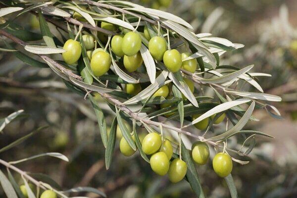 وقتی درختان زیتون حوزه علمیه خوسف بار اشتغال می‌دهند