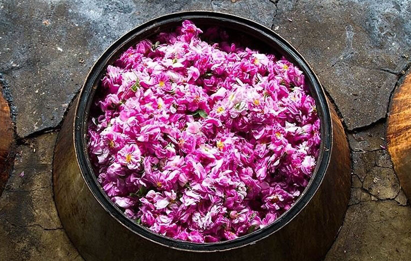 وقتی درختان زیتون حوزه علمیه خوسف بار اشتغال می دهند