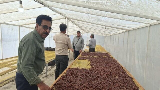 نوآوری در قلب نخلستان‌های میناب/ کارگاه آموزشی خشک‌کن آفتابی تونلی خرما