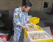 کشف ۵۳۶ کیلوگرم میگوی صید شده غیرمجاز در ایام دریابست هرمزگان