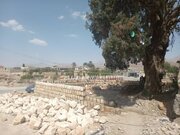 حفاظت از سرو کهن‌سال مسجد کهنه خفر کلید خورد