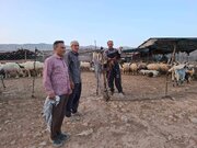 ۳۰ طرح اشتغال دامداری با زکات دام در ایلام اجرا شد