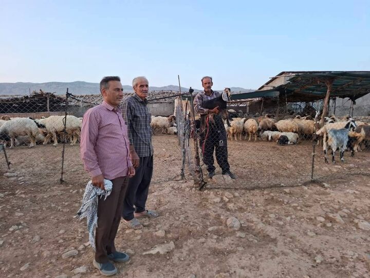 ۳۰ طرح اشتغال دامداری با زکات دام در ایلام اجرا شد