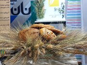 نانوایی‌های تازه تأسیس الزاماً باید نان کامل تولید کنند