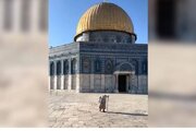 ۷۰ سال اقامه نماز روزانه یک زن مسن فلسطینی در مسجدالاقصی؛ نمادی از مقاومت و پایداری