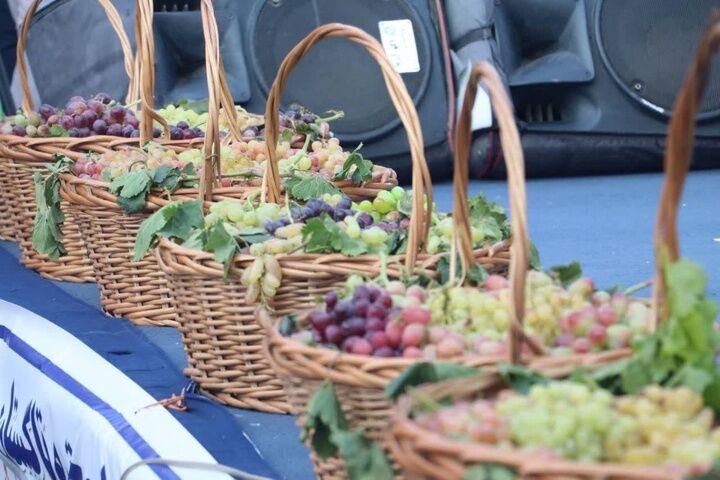 تقویت هویت محلی با طعم تاک/ جشنواره فرهنگی «تاک و افلاک کامو و چوگان» برگزار می شود