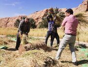 ثبت جشنواره «نخل و شالی» در تقویم ملی رویدادهای گردشگری ایران