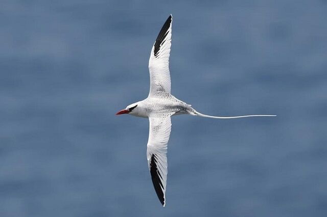 ثبت گونه کمیاب نوک سرخ دریایی در هرمزگان