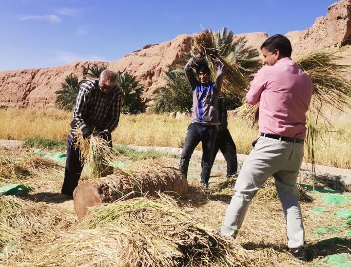 ثبت جشنواره «نخل و شالی» در تقویم ملی رویدادهای گردشگری ایران