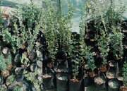 وجود ۱۵ نهالستان دانش آموزی در بشاگرد