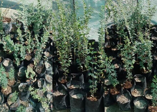 وجود ۱۵ نهالستان دانش آموزی در بشاگرد