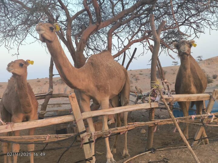 آغاز عملیات پلاک‌کوبی و ساماندهی شترها در بندرلنگه