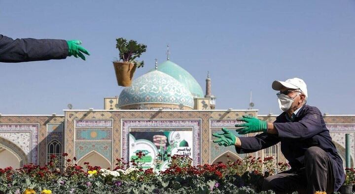 گل‌آرایی پاییزی حرم مطهر رضوی با کاشت ۷۰ هزار بوته گل رنگارنگ