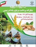 دومین جشنواره بادام زمینی و برنج در لشت‌نشا برگزار می‌شود