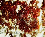 نگاره‌ سوزنی یکی از شاهان ساسانی کشف شد