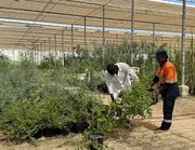 اقدام باغ گیاه شناسی قرآنی قطر در توزیع ۵۰۰۰ درخت بومی بین جامعه