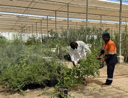 اقدام باغ گیاه شناسی قرآنی قطر در توزیع ۵۰۰۰ درخت بومی بین جامعه