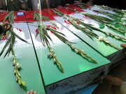 مراسم تشییع و تدفین پیکر مطهر شهدای گمنام در قم برگزار می شود