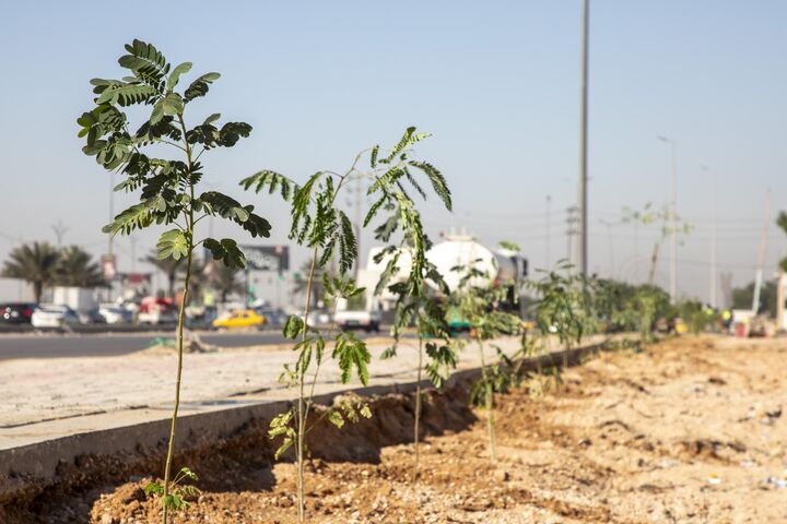 اجرای پروژه درختکاری مسیر «یا حسین» با هدف کاهش دشواری‌های زائران