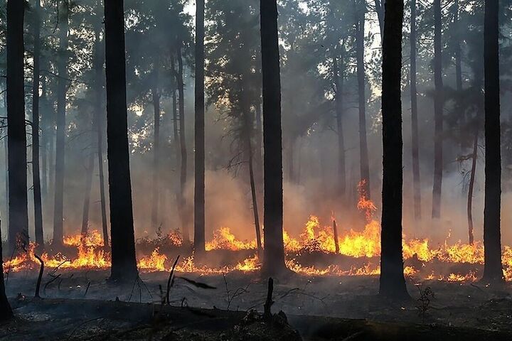 دستور سازمان بازرسی در خصوص برخورد با مقصران احتمالی آتش سوزی منطقه الیت