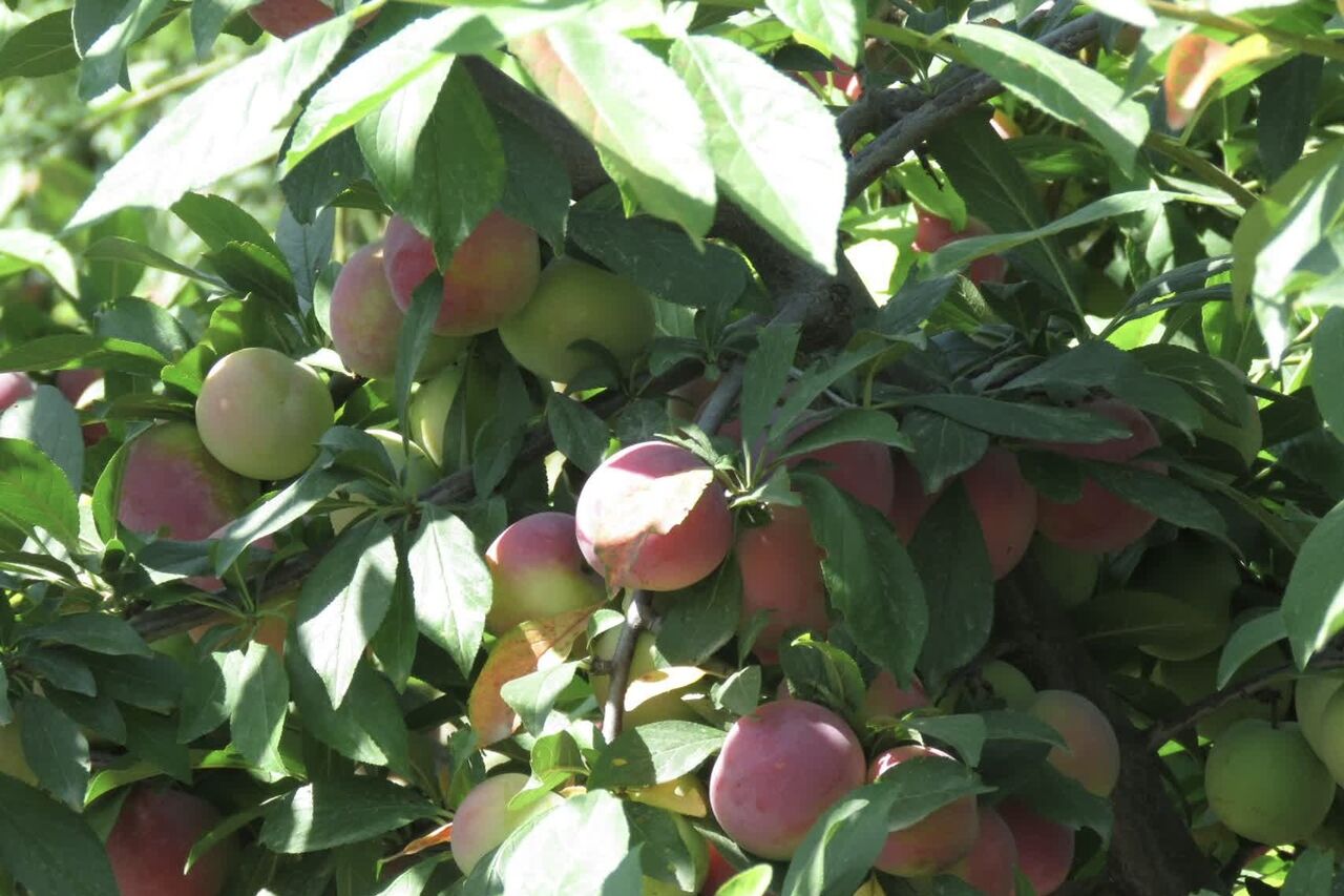 حمایت گسترده اوقاف گلستان از طرحهای اقتصادی؛ ۲۳ موقوفه درآمدزا و جهش سرمایهگذاری در سال اخیر اجرا شد