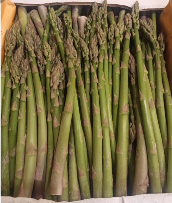 کشت ترویجی مارچوبه در روستای مغیران بندرعباس کلید خورد