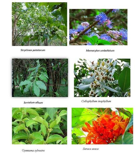 نقش آیین‌های درمانی بومی سریلانکا در زندگی مدرن