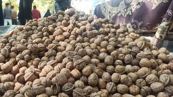 ثبت جشنواره گردوی لرستان در تقویم رویدادهای گردشگری کشور