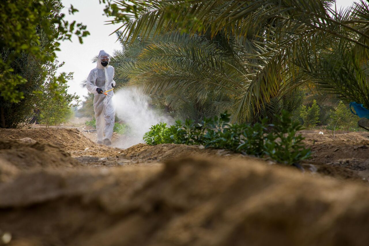 تداوم مراقبت از درختان کمربند سبز جنوبی به همت آستان قدس عباسی