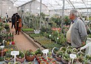 شور و هیجان فاطمی در کوچه و خیابان‌های نصف جهان