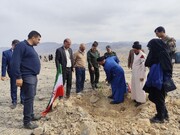 دعوت به درختکاری «سرو ایران و نهال امید»  در استان کهگیلویه و بویراحمد